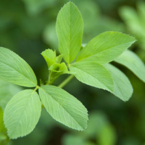 alfalfa-leaves